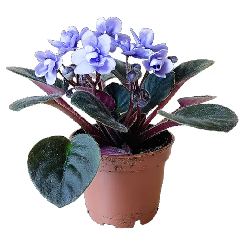 Фиалка горшечная фиолетовая